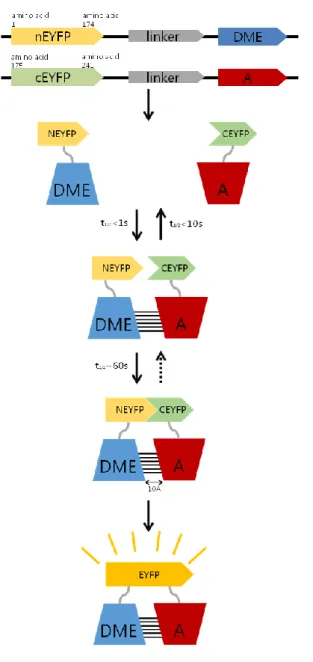 Figure 2. Schematic description of BiFC assay in this study. 