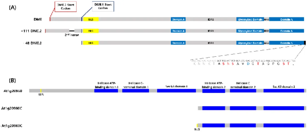 Figure 5. Schematic description of DME and AT1G20960 CDS used for BiFC assay 