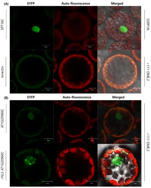 Figure 6. Confocal laser scanning microscopy of BiFC assay shows that DME physically  interacts with AT1G20960 C terminal