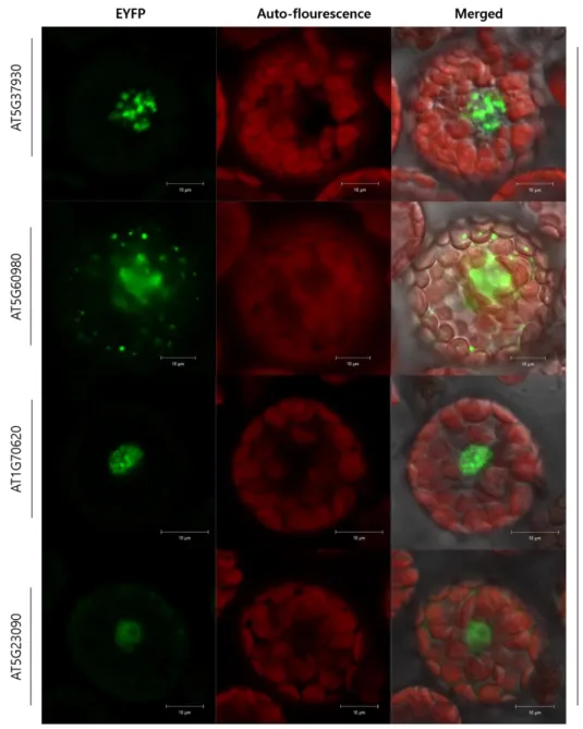 Figure 7. Confocal laser scanning microscopy of BiFC assay shows that DME physically  interacts with AT5G37930, AT5G60980, AT1G70620 and AT5G23090
