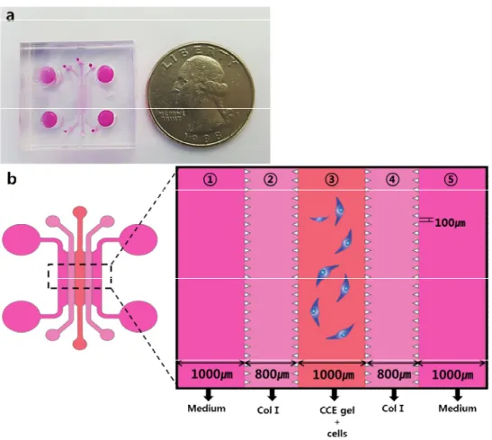 Figure  1.  Schematic  of  the  microfluidic  device  (a)  Microfluidic  device  model  (b)  Design  of  microfluidic  device;  ① and ⑤ ,  both  side  channels  contain  medium