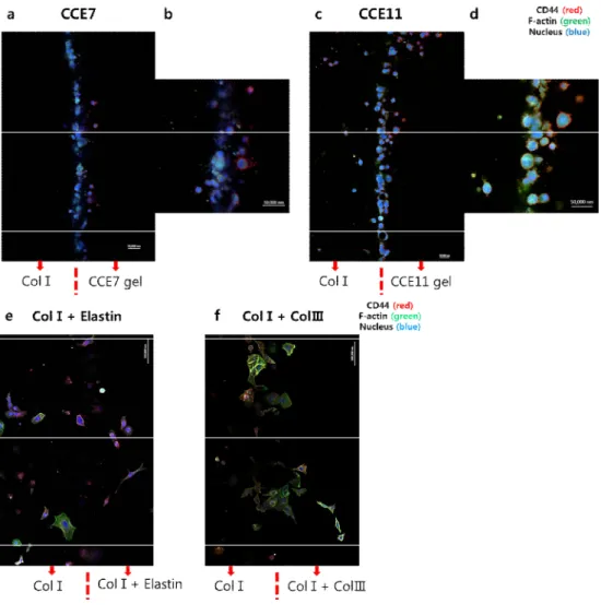 Figure 3. Immunofluorescence staining images at day3 (20X) (a) Tile scan  image in the CCE7 gel (b) A part image of (a) image (c) Tile scan image in  the  CCE11  gel  (d)  A  part  image  of  (c)  image  (e)  Tile  scan  image  in  the  ColⅠ+elastin gel (f