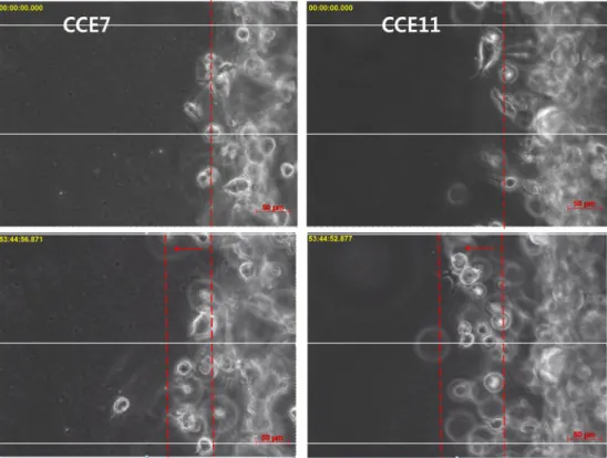 Figure 9. Figures were captured by  live  imaging. The  figure on the left  side  was  about  response  of  A549  cells  in  CCE7,  and  the  right  side  figure  was about response of A549 cells in CCE11