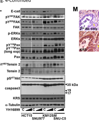 Fig. 1.4. KRS-mediated ERK activation correlates with the formation of a p67LR/integrin 