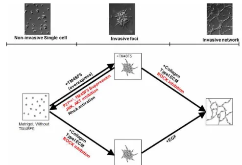 Figure 7. The working model