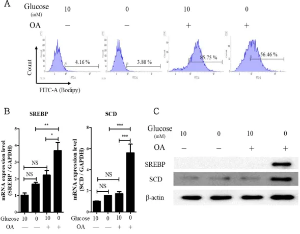 Figure 6. Significant enhancement of SCD in OA treated H460 cells under  glucose-deficient condition 