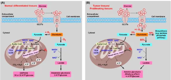 Figure  1.  The  schematic  diagram  for  massive  glycolysis  in  tumor  microenvironment by aerobic glycolysis (Fan et al