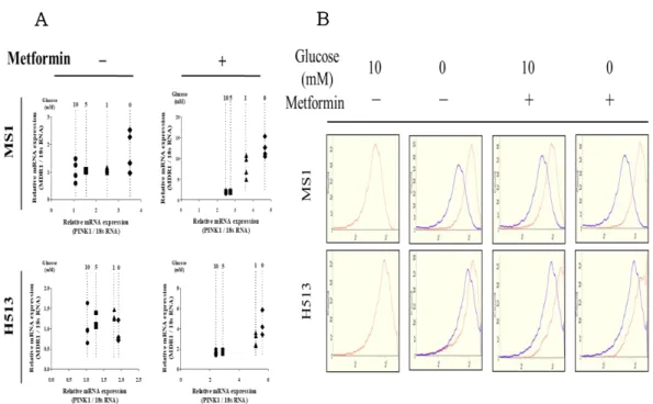 Figure 4. Identification of the relationship between mitochondrial damage  and MDR1 expression   