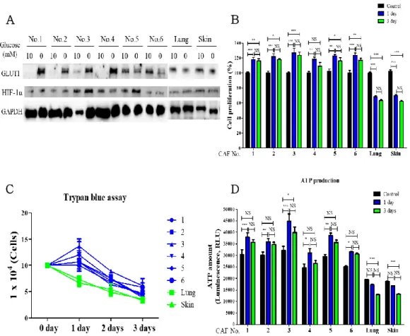 Figure 2. Heterogeneous characteristics of CAFs from a tumor mass    (A)  Expression  levels  of  GLUT1  and  HIF-1α  in  CAFs  and  NFs  which  cultured  in  complete  medium  or  glucose-deficient  condition