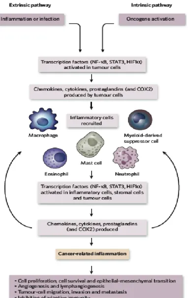Figure 3. Pathways that connect inflammation and cancer 