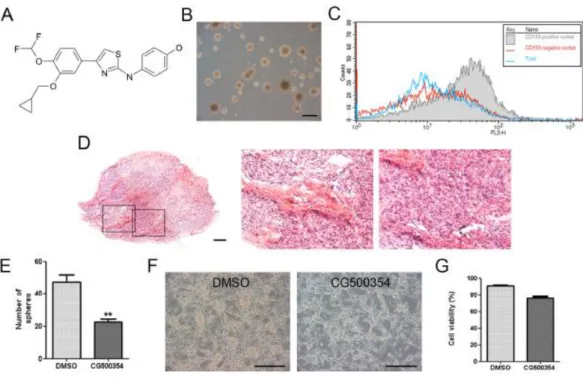 Figure 1. Identification of human primary GBM-derived cells.   