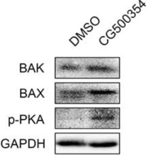 Figure 3. Expression level of pro-apoptotic targets. 
