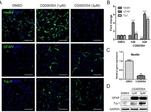 Figure 4. Induction of neural differentiation by CG500354 treatment.   