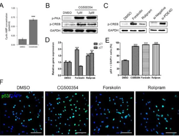 Figure  5.  Activation  of  cAMP/CREB  signaling  pathway  by  CG500354  and  mimetic substances
