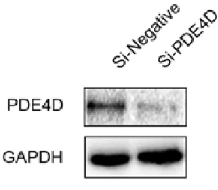 Figure 6. Knockdown of PDE4D expression using a PDE4D-siRNA. 