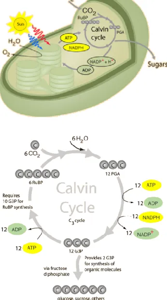 Figure 1.3 (a) A simplified scheme showing uptake of CO 2  in the chloroplast  of  green  plants  to  be  converted  to  sugars  by  the  Calvin  cycle,  with  the  utilization of enzymes and sunlight