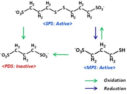 Figure 3.8. Redox reactions of SPS-related compounds during Cu electrodeposition. 