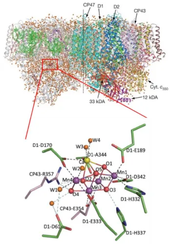 Figure 1.3 Overall structure of PS II at a resolution of 1.9  Å and structure of OEC  involving the Mn 4 Ca cluster and surrounding proteins