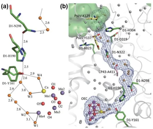 Figure  1.4  Hydrogen-bond  networks  surrounding  OEC.  (a)  H-bond  around Yz. 
