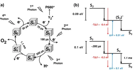 Figure 1.6 The entropic contribution in formation of intermediate species during  S 2  – S 3 , and S 3  – S 0  transition