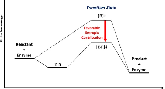 Figure  1.8  Scheme  which  represents  the  entropic  contribution  in  enzyme  reaction