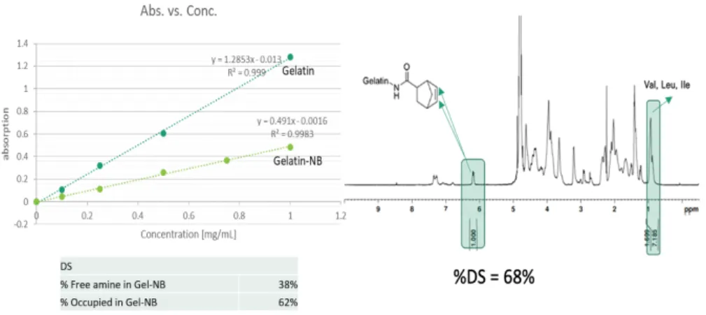 Figure 3.  Confirmation and calculation of % DS of GelNB using TNBSA  assay and  1 H-NMR