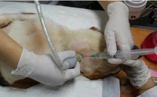 Figure 2. Injection of Iopromide into the left mandibular gland. A  neck region of each dog was pulled toward the head of the dog  for  extension  of  soft  tissue  around  the  mandibular  gland