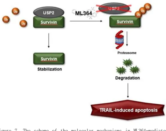 Figure  7.  The  scheme  of  the  molecular  mechanisms  in  ML364-mediated  TRAIL  sensitization