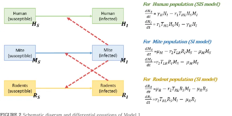 FIGURE 2 Schematic diagram and differential equations of Model 1 