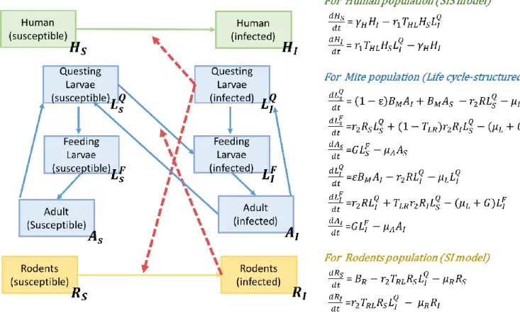 FIGURE 3 Schematic diagram and differential equations of Model 2
