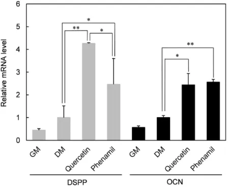 Figure  7.  mRNA  expression  of  DSPP  and  OCN  in  quercetin-  and  phenamil-treated  cells