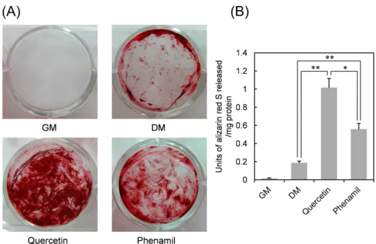 Figure  8.  Mineralization  of  HDP  cells  exposed  to  quercetin  and  phenamil.  HDP  cells  were  treated  with  quercetin  (2.5µM)  and  phe-  namil  (10µM)  in  differentiation  media