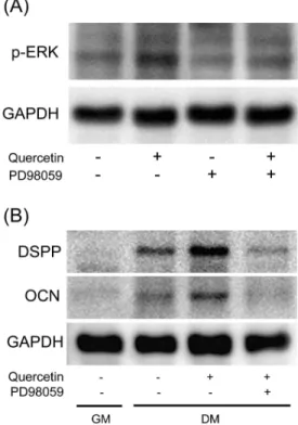 Figure  10.  Protein  expression  of  p-ERK,  DSPP  and  OCN  in  querc-  etin-treated  HDP  cells