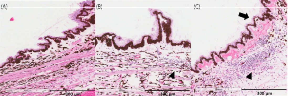 Fig.  3.  Histopathologic  changes  of  the  ciliary  body  after  intravitreal  cidofovir  injections  in  beagle  eyes