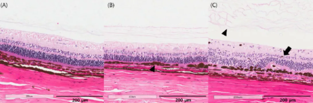 Fig. 4. Histopathologic changes of the retina after cidofovir injection. H&amp;E satin