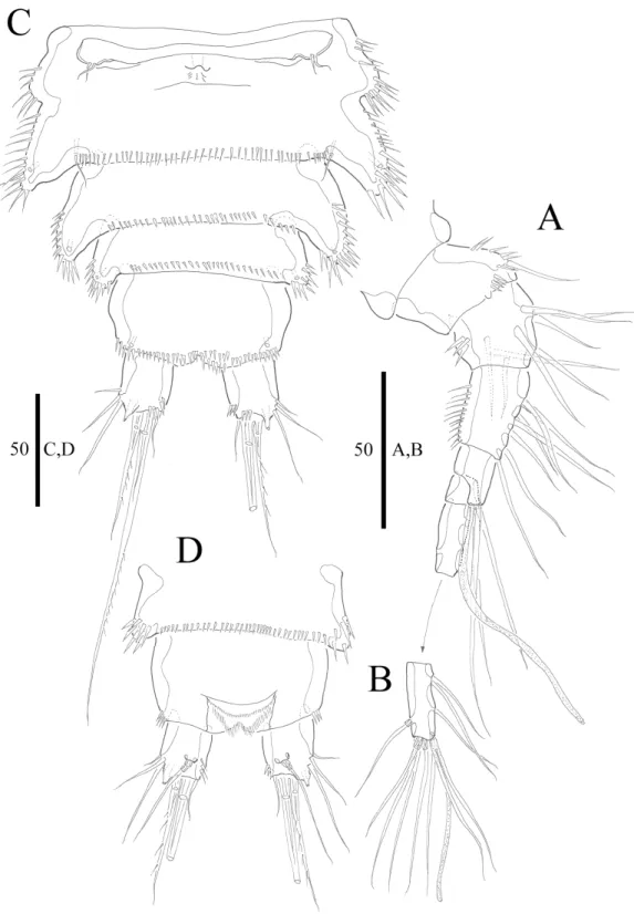 Figure 2 Vostoklaophonte eupenta gen. &amp; sp. nov. (♀). (A) Antennule, dorsal (setae omitted from segment 6)