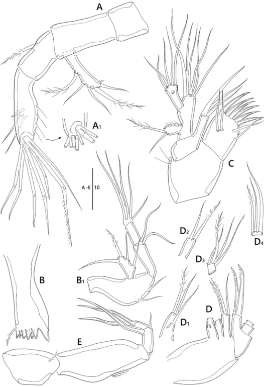 Figure 7. Emertonia simplex sp. n., (♀). A antenna (A 1  end of second segment in antenna endopod)  B mandible (B 1  palp) C maxillule D maxilla (D 1  first endite D 2  second endite D 3  first segment of  endo-pod D 4  second segment of endopod) E maxilli