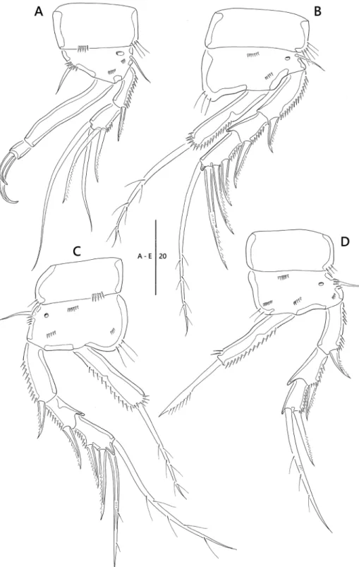 Figure 8. Emertonia simplex sp. n., (♀). A P1 B P2 C P3 D P4. Scale bar is in µm.