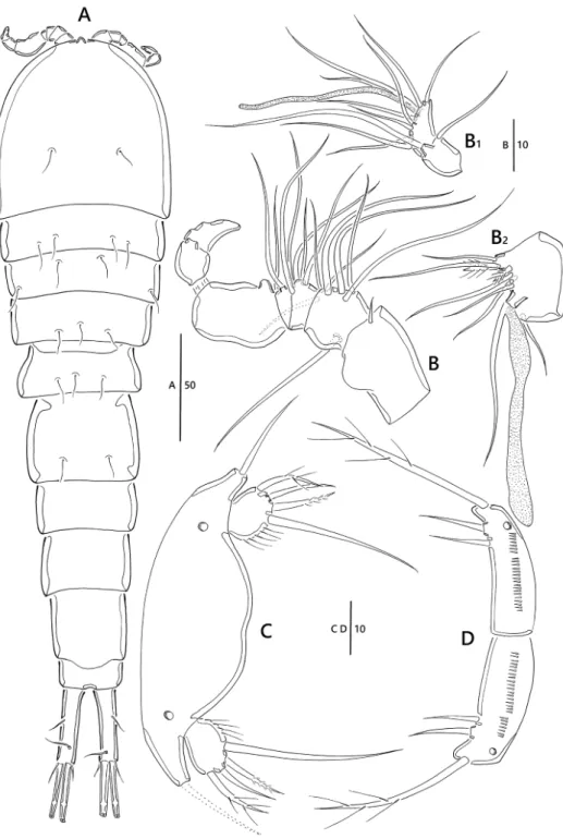 Figure 10. Emertonia simplex sp. n., (♂). A habitus, dorsal B antennule (B 1  last two segments B 2  fifth  segment) C P5 D P6