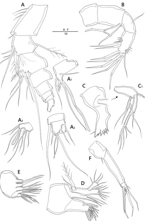 Figure 2. Emertonia koreana sp. n., holotype (♀). A antennule (A 1  fourth segment A 2  fifth, sixth, and  seventh segments A 3  last segment) B antenna C mandible (C 1  plap) D maxillule E maxilla F maxilliped