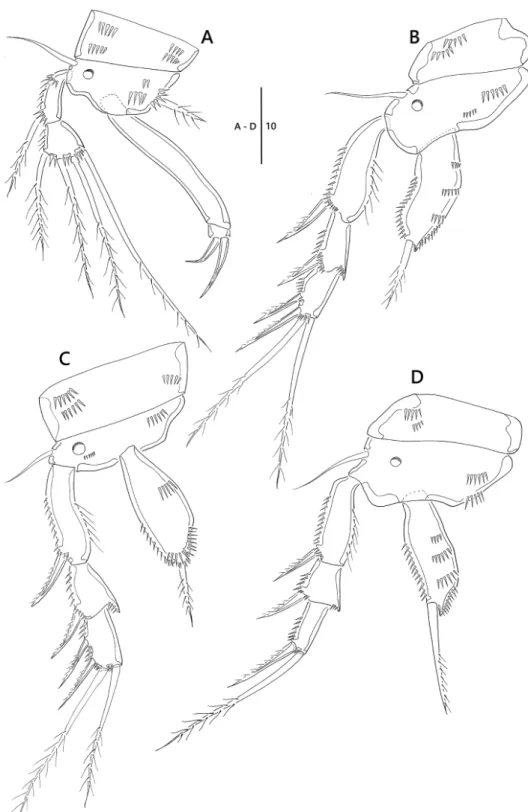 Figure 3. Emertonia koreana sp. n., holotype (♀). A P1 B P2 C P3 D P4. Scale bar is in µm.