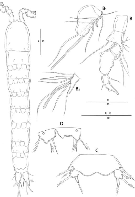 Figure 4. Emertonia koreana sp. n., (♂). A habitus, dorsal B antennule (B 1  fifth segment B 2  last segment)  C P5 D P6