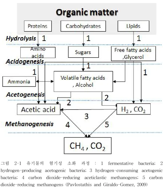 그림 2-1 유기물의 혐기성 소화 과정 : 1 fermentative bacteria; 2 hydrogen-producing acetogenic bacteria; 3 hydrogen-consuming acetogenic bacteria; 4 carbon dioxide-reducing aceticlastic methanogens; 5 carbon dioxide-reducing methanogens (Pavlostathis and Giraldo-Gomez, 