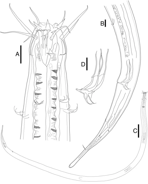 Figure 2 Mesacanthion jejuensis. sp. nov. male. (A) Head, lateral view. (B) Tail, with spicule and gu- gu-bernaculum