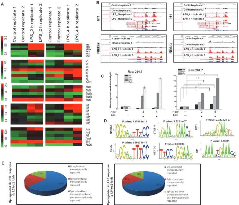Fig 3. Transcriptomic analysis of selected TF families in BV-2 microglial cells. (A) Heat map represents differential expression of TF families of nf κ b, irf, stat, klf, and other genes at 2 and 4 h after LPS stimulation in BV-2 microglial cells