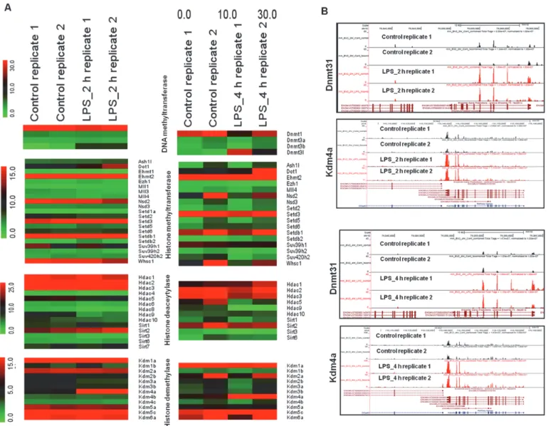 Fig 4. Epigenetic mechanisms for LPS-stimulated BV-2 microglial cells. (A) RNA-Seq analysis of DEGs encoding key enzymes in epigenetic regulation.