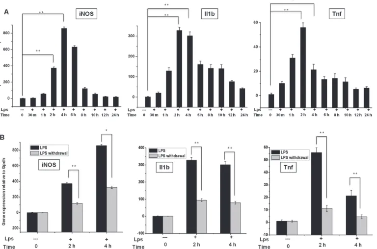 Fig 1. Inflammatory gene expression patterns in response to LPS stimulation and after LPS withdrawal in BV-2 microglial cells