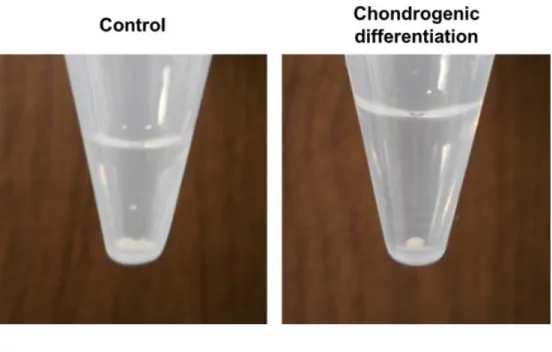 Figure 6. 3-dimensional chondrogenic differentiation of adipose-derived stem cell (ADSC)