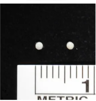 Figure 7. Gross observation of in vitro constructs after 3-dimensional chondrogenic differentiation of adipose-derived stem cell.