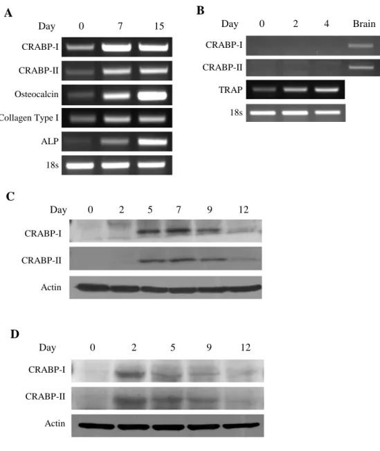 Figure 1. Expression of CRABP-II in calvarial osteoblast and MC3T3-E1 cells. 